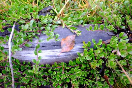 wood brown backgroundの写真素材
