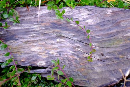 wood brown backgroundの写真素材