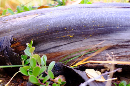 wood brown backgroundの写真素材