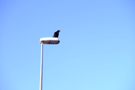 black crow on lamp postの写真素材