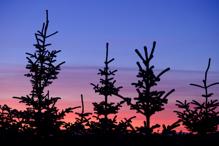 beautiful sunsetの写真素材