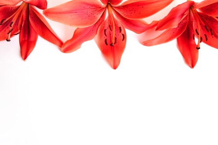 beautiful red flowers of the lily on white backgroundの写真素材