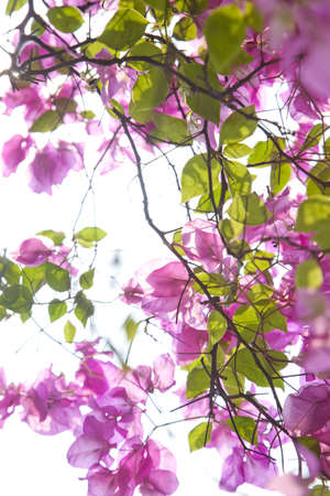 pink paper flowerの写真素材