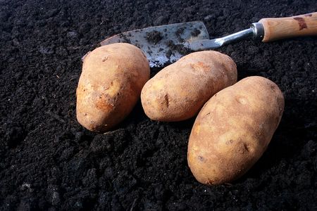 Three potatoes on a ground with a shovel. Harvesting.の写真素材