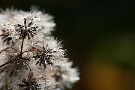 White paints of autumn. It is removed macro in a sunny day.