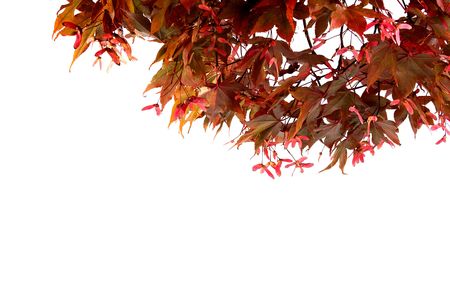 Branch of a red decorative maple in the autumn on a white background.の写真素材