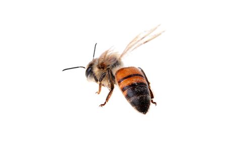 Flying bee on a white background. Wings are greased by movement.