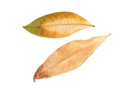 Two autumn sheets from a tree on a white backgroundの写真素材