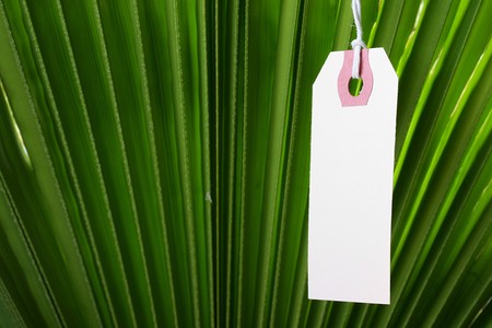 The branch of a palm tree as a background on which hangs a label.の写真素材