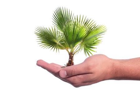 The man's hand holds a young palm tree on a white background.の写真素材