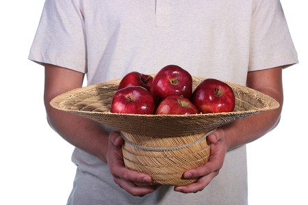 The crop of apples is collected in a straw hat which is had control over by the man.の写真素材