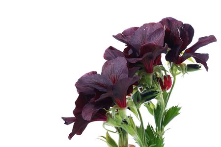 Flowers of a black geranium are used in dressing of garden sites on a white background.の写真素材