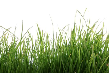 Natural, young green grass on a white background.の写真素材