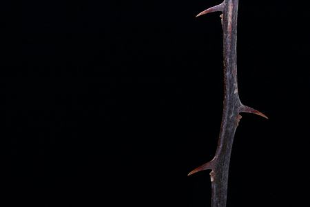 Branch of a plant with thorns on a black background, configuration taking into account text placing.の写真素材