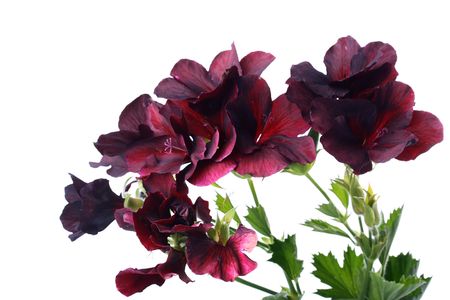 Flowers of a black geranium are used in dressing of garden sites.の写真素材
