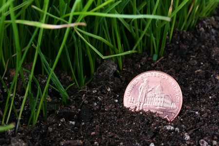 The lost coin in one cent against a grass.の写真素材