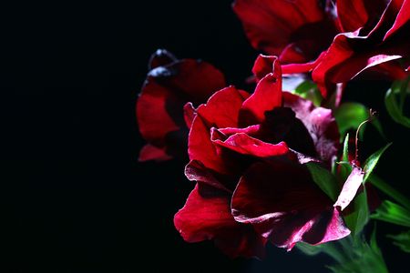 Flowers of a black geranium are used in dressing of garden sites on a black background.の写真素材