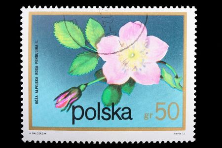 Poland - CIRCA 1974: A stamp is printed in Poland and visited Alpine rose, let out CIRCA in 1974.の写真素材