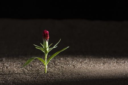 A young green plant growing out of brown soil. の写真素材