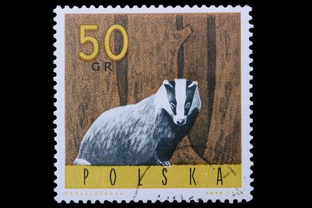 Poland - CIRCA 1965: A stamp is printed in Poland, badger, let out CIRCA in 1965.の写真素材