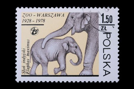 Poland - CIRCA 1978: A stamp is printed in Poland, elephant, let out CIRCA in 1978.の写真素材