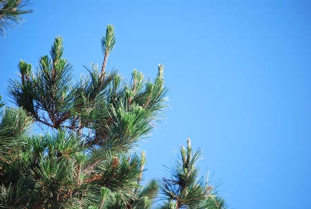 Plants for landscaping of public places m of private houses.の写真素材