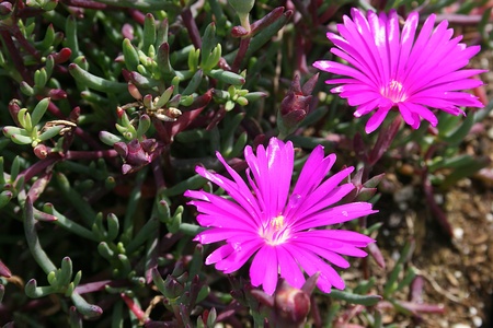 Plant used for land and garden decoration.の写真素材