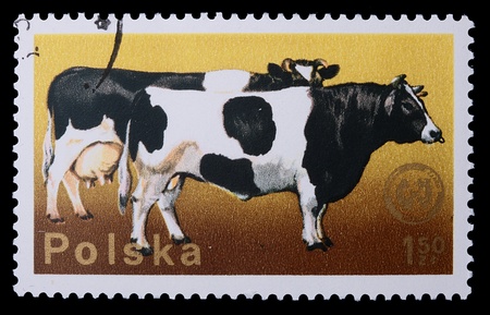 Poland - CIRCA 1970: A stamp is printed in Poland, Cow and Bull, CIRCA in 1970.の写真素材