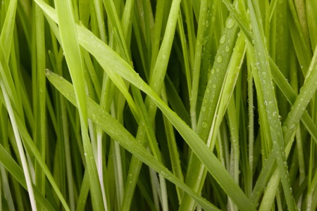 Close-up of many green grass blades as a background.