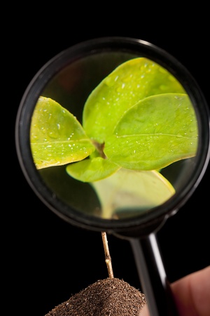 The young shoots of trees under a magnifying glass.の写真素材