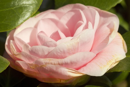 Plant used in land and garden decoration.の写真素材
