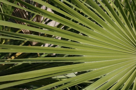 Plant used for land and garden decoration.の写真素材