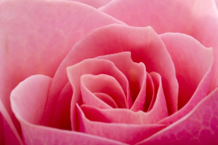Close-up full frame photograph of a pink rose head.の写真素材