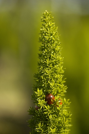 Plant used for land and garden decoration.の写真素材