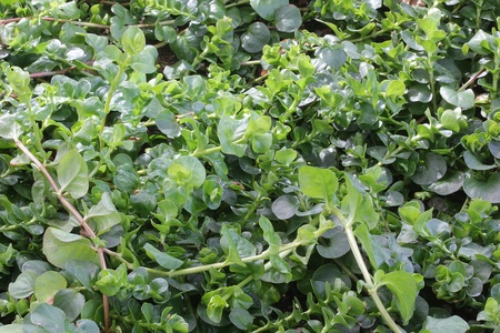 Plant used for land and garden decoration.