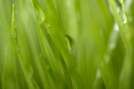 Close-up of a water drop on a green grass blade.の写真素材