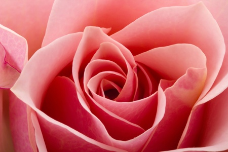 Close-up full frame photograph of a pink rose head.の写真素材