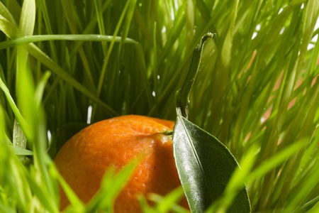 Orange tangerine with a green leaf laying in green grass.の写真素材