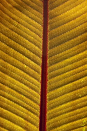 Plant used in land and garden decoration.の写真素材