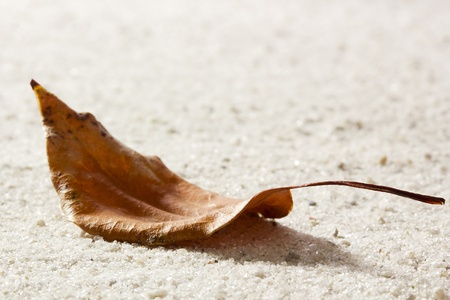 Old dry brown leaf laying on sand.の写真素材