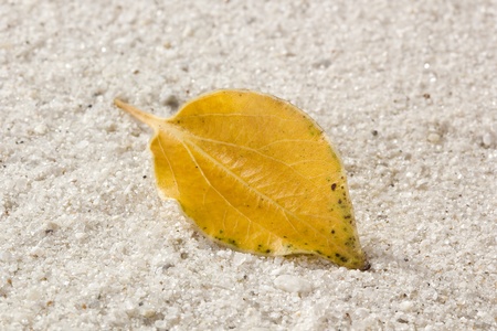 Dry yellow autumn leaf laying on sand.の写真素材
