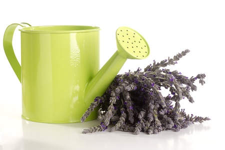 Purple lavender and a green watering can isolated on a white background.の写真素材