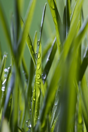 Close-up of water drops on green grass blades.