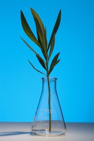 The branch of oleander in the laboratory flask, background - blue.の写真素材