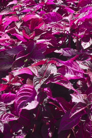 Plant used for land and garden decoration.の写真素材