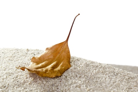 Dry brown autumn leaf laying on sand. Add your text to the background.の写真素材