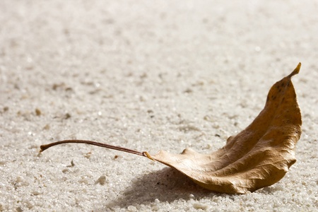 Old dry leaf laying on sand. Add your text to the background.の写真素材
