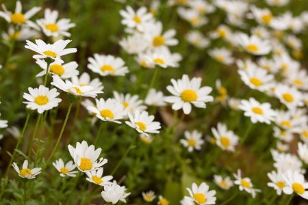 Close-up photograph of white daisies at a daisy field.