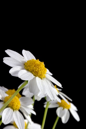 White daisy flower isolated on a black background.の写真素材