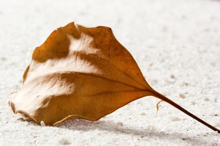 Old dry brown leaf laying on sand.の写真素材